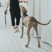 Harnais Aalborg noir pour Berger Allemand Malinois.