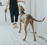 Harnais Aalborg noir pour Berger Allemand Malinois.