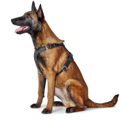 Harnais Aalborg noir pour Berger Allemand Malinois.