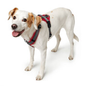 Harnais Maldon pour chien ROUGE