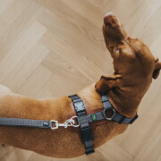 Harnais Aalborg Mixed pour Chien COGNAC