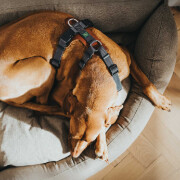 Harnais Aalborg Mixed pour Chien COGNAC