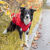 Imperméable Vimy rouge pour chien