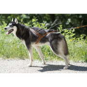 Harnais X-BACK pour canicross