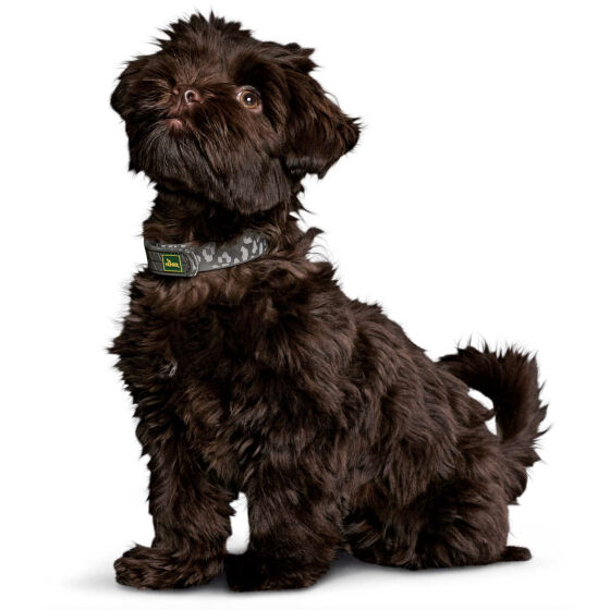 Collier Convenience Léopard pour Chien