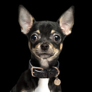 Collier luxe pour chien Stardust champagne