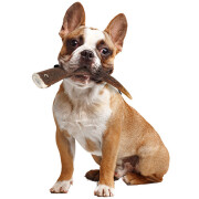 Bois de cerf chien moins de 15kg