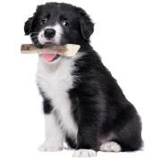 Bois cerf chiot à mastiquer à partir de 3 mois