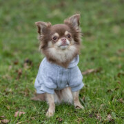 Sweat à capuche gris Rainbow Falls