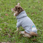Sweat à capuche gris Rainbow Falls