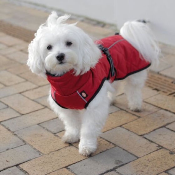Manteau pour chien Minot rouge