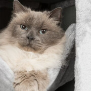 Arbre à chat XXL Leandro