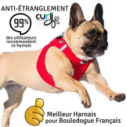 Harnais Bouledogue Français : le seul harnais bouledogue, ROUGE
