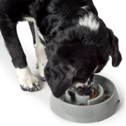Gamelle Anti-glouton chien Atlanta