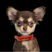 Collier original chien Trocadero Brique 