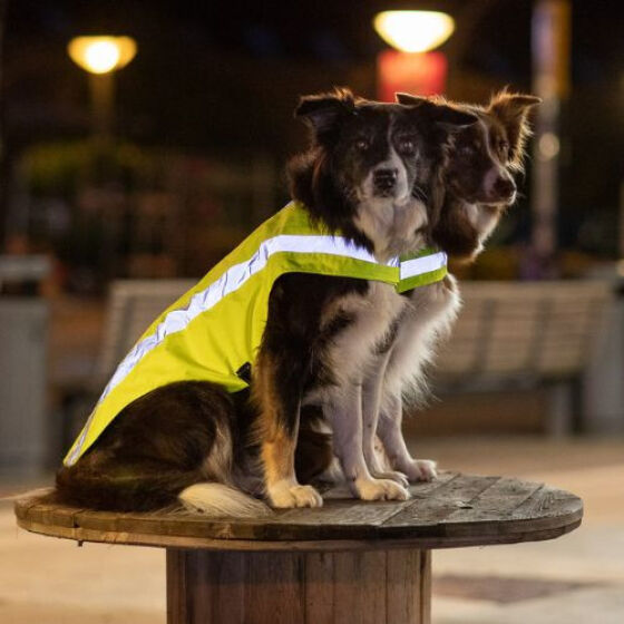 Gilet Fluo pour chien Jaune Réfléchissant