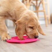 Tapis de léchage avec ventouse pour petit chien