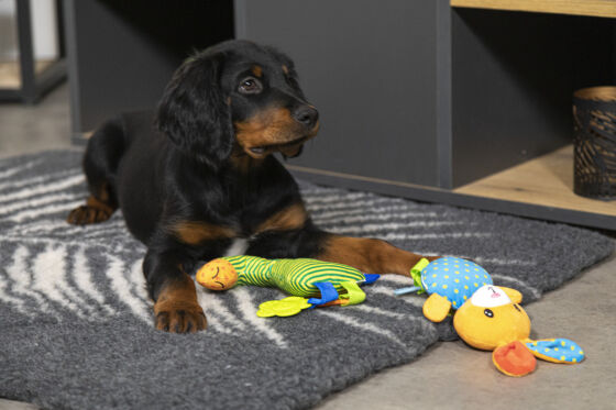 Tapis chauffant chiens, isolant, capte la chaleur