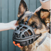 Muselière pour chien Albury