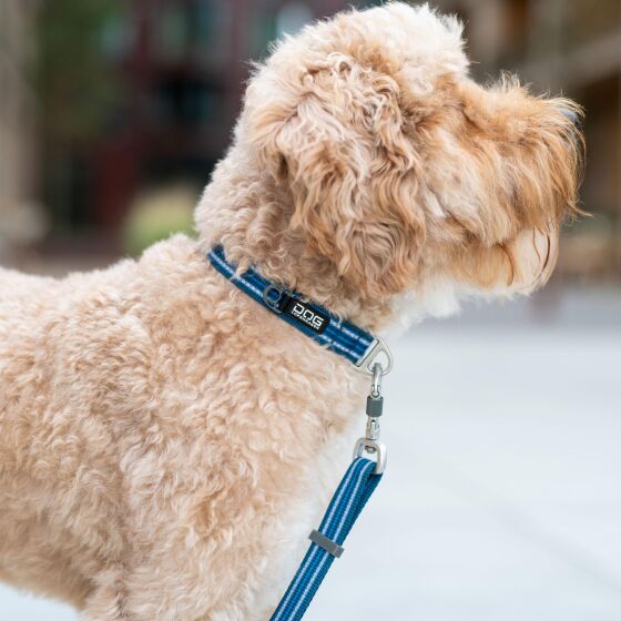 Collier pour chien Réfléchissant Urban Style OCÉAN