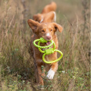  Corde de traction pour chien 