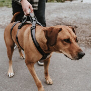 Harnais anti-fugue chien, 2en1 anti fugue, Safety Maldon