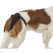 Couche pour chien femelle, en chaleurs