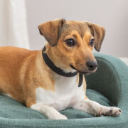 Collier pour chien, hydrofuge, essuyable CITY STYLE