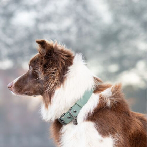 Collier pour chien, hydrofuge, essuyable CITY STYLE SAUGE