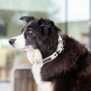 Collier pour chien, hydrofuge, essuyable CITY STYLE GRIS