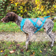 Harnais traction chien, canicross PRO x-back phoenix i-dog