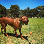 Balle Ultra Résistant Duo Tug pour chien, tirer et lanceur