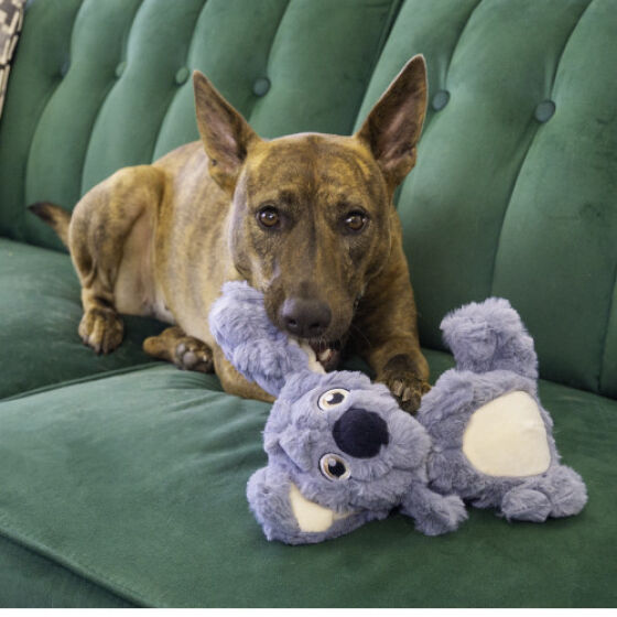 Peluche KONG scrumplez koala Medium