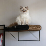 Griffoir mural en carton David