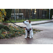 Harnais Anti-traction pour chien Rando Monoi Orange