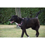 Harnais Anti-traction pour chien Rando Monoi Bordeaux