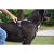 Harnais Anti-traction pour chien Rando Monoi Bordeaux