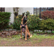 Harnais Anti-traction pour chien Rando Monoi Bordeaux