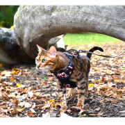 Harnais chat anti fuite rando monoï Bordeaux