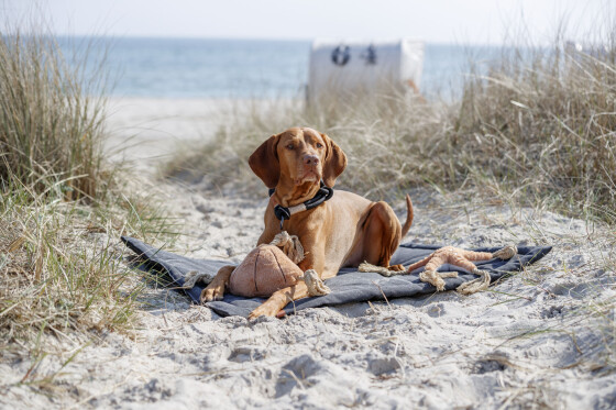 Tapis confortable pour chien BE NORDIC noir