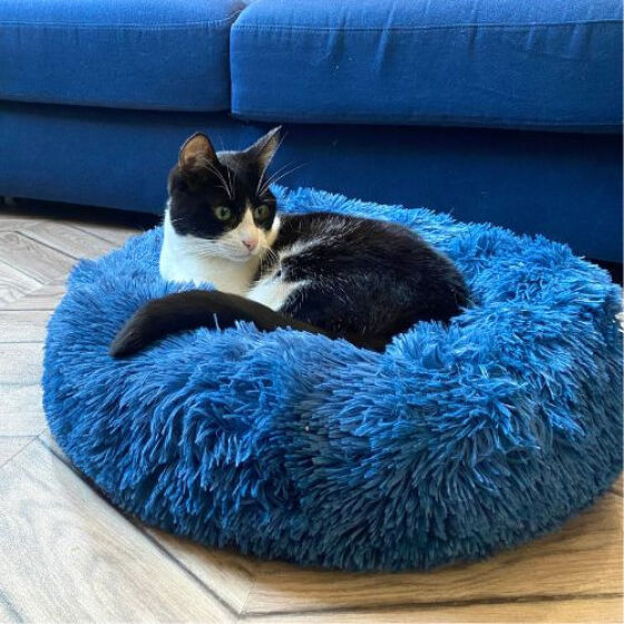 Coussin apaisant Noé Bleu