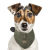 Bandana safari kaki JEFFERSON pour chien