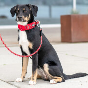 Collier large urban explorer ROUGE pour chien
