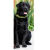 Collier large urban explorer VERT pour chien