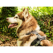 Harnais chien Style UPKA I-Dog gris