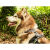 Harnais chien Style UPKA I-Dog gris