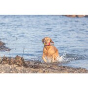Jouet d'eau Phare avec corde pour chien
