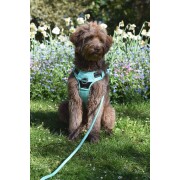 Harnais Anti-traction Rando Walk LAGON pour chien