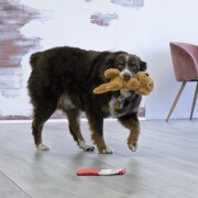 Peluche KONG comfort pups goldie medium