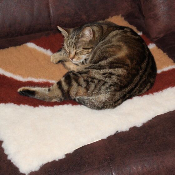 Tapis chauffant pour chat & chien, isolant, capte la chaleur